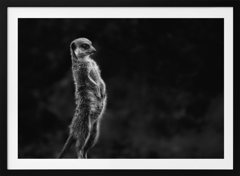 Das Erdmännchen | Poster