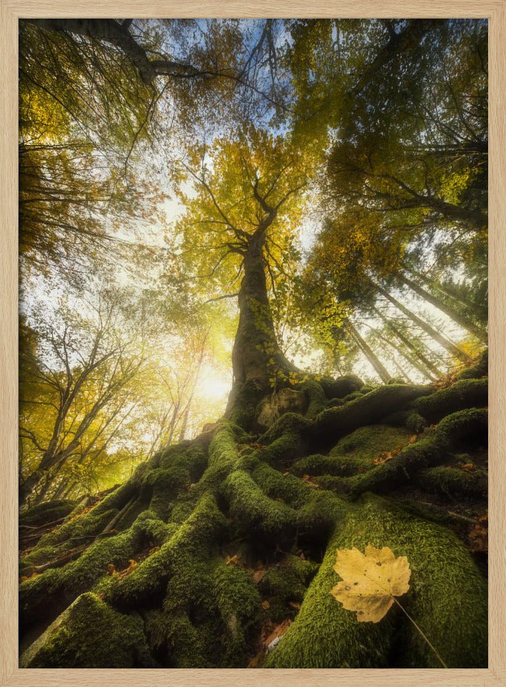 Der Abschied eines Blattes | Poster
