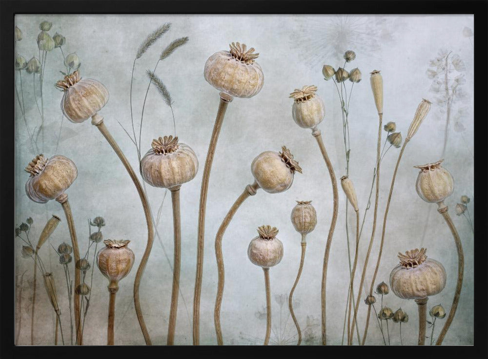 Papaver | Poster