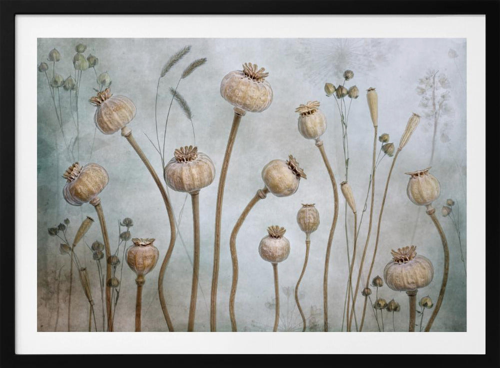 Papaver | Poster
