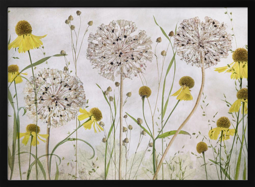 Allium und Helenium | Poster