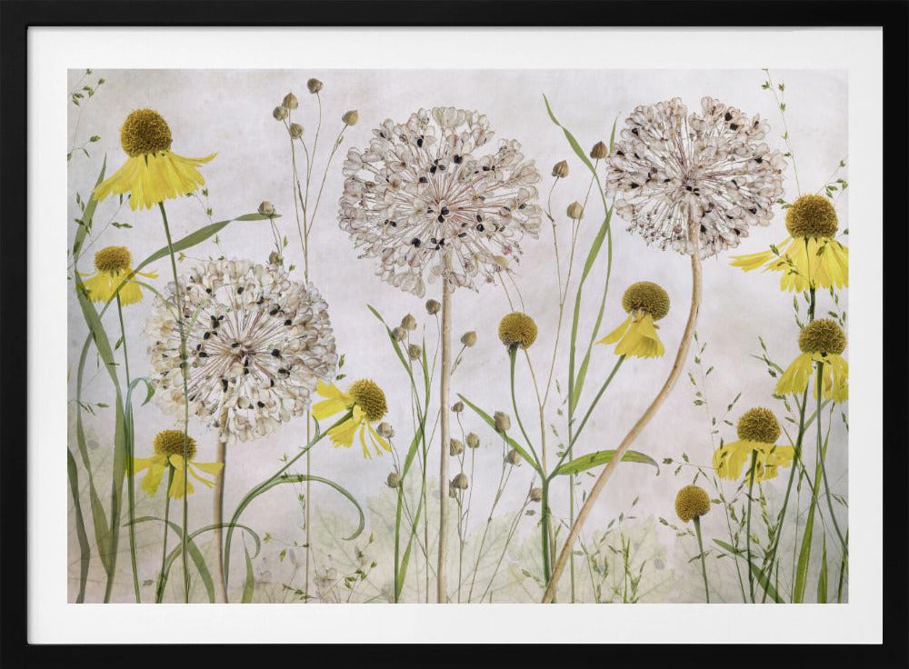Allium und Helenium | Poster