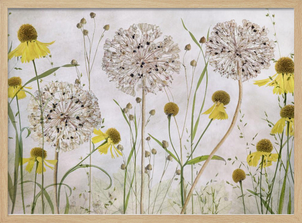 Allium und Helenium | Poster
