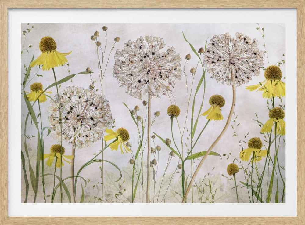 Allium und Helenium | Poster