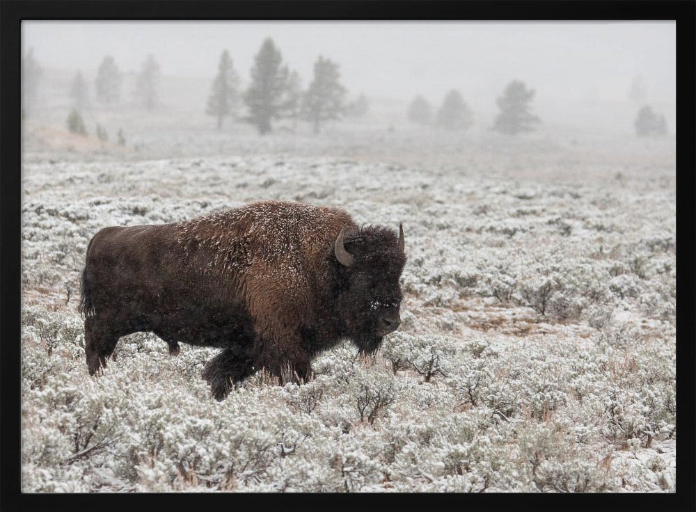 Yellowstone im Spätherbst | Poster