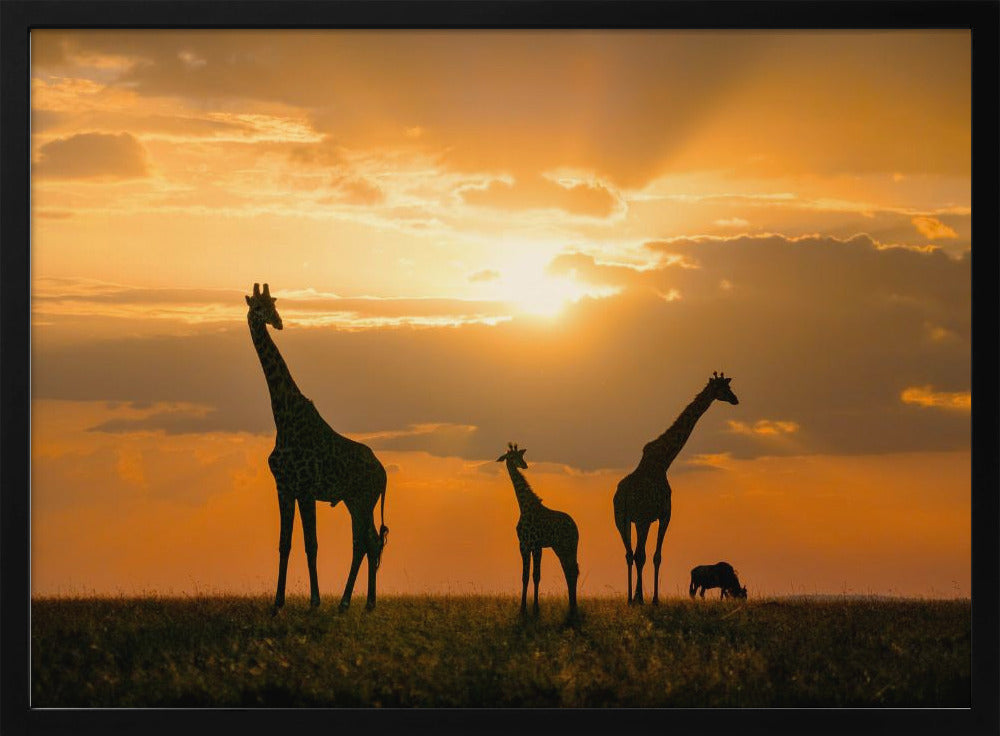 Goldenes Afrika | Poster