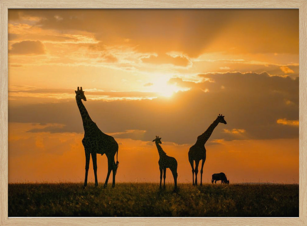 Goldenes Afrika | Poster