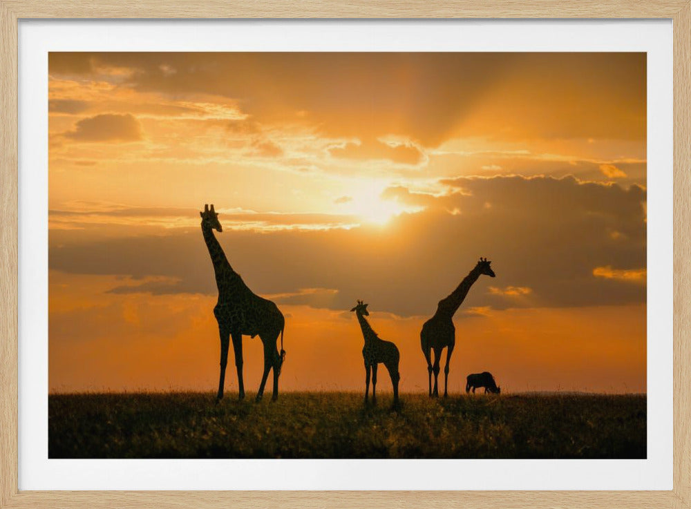 Goldenes Afrika | Poster