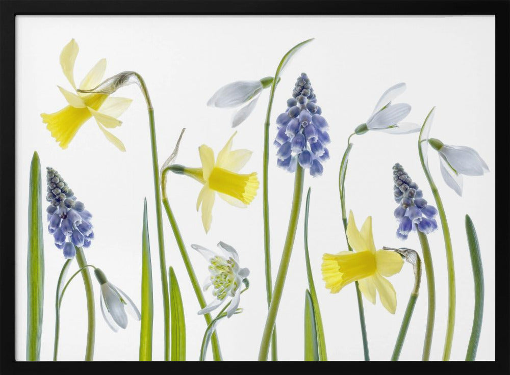 Frühling | Poster