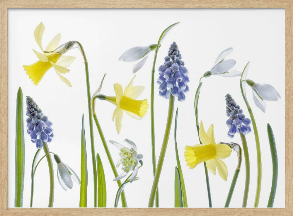 Frühling | Poster