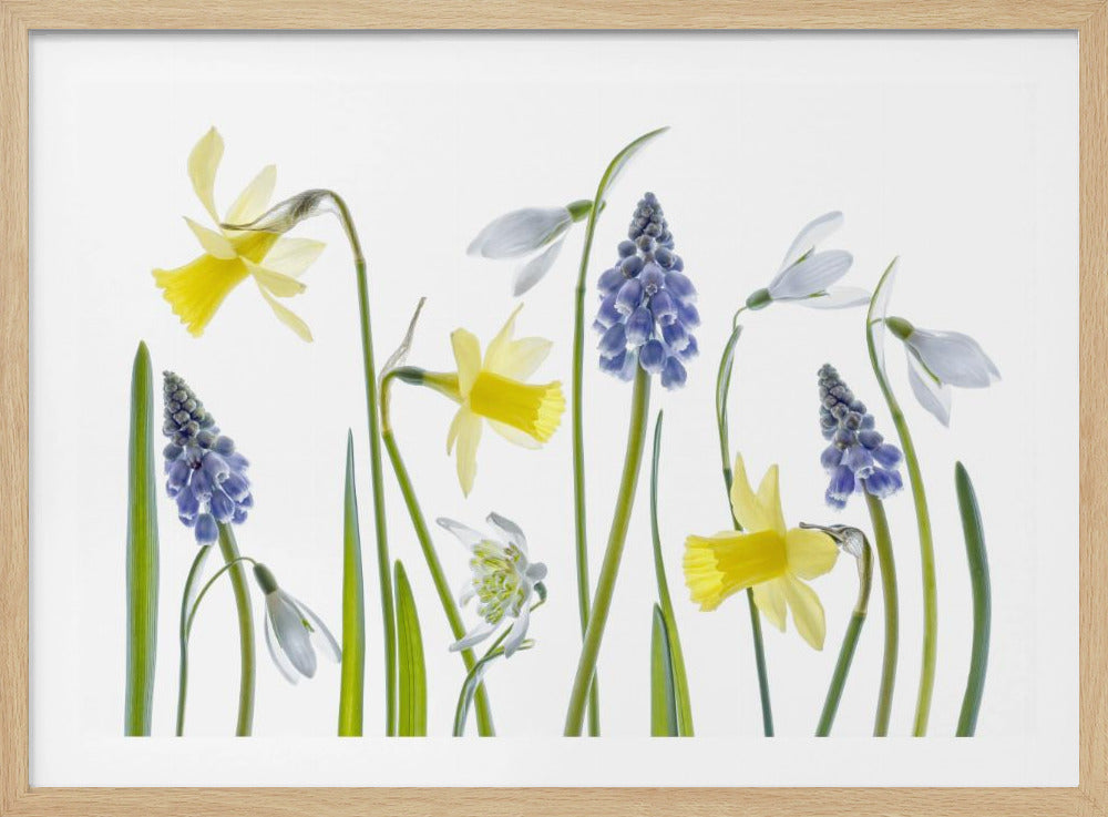 Frühling | Poster