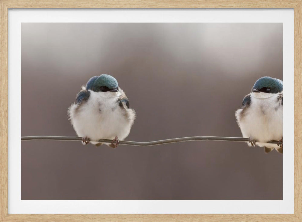 Vögel auf einem Draht | Poster