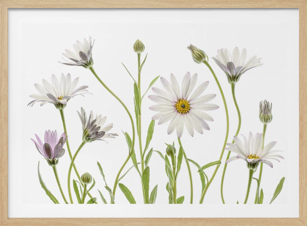 Cape Daisies | Poster