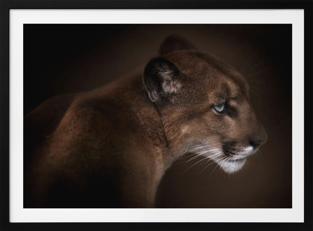 Puma | Poster
