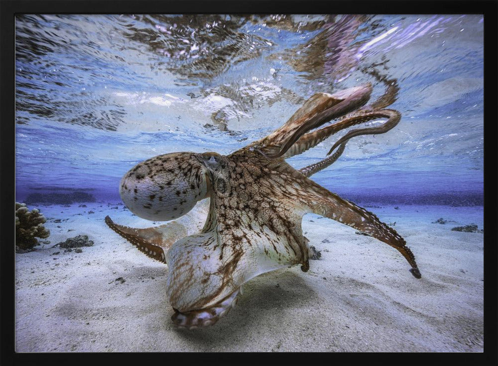 Tanzender Oktopus | Poster