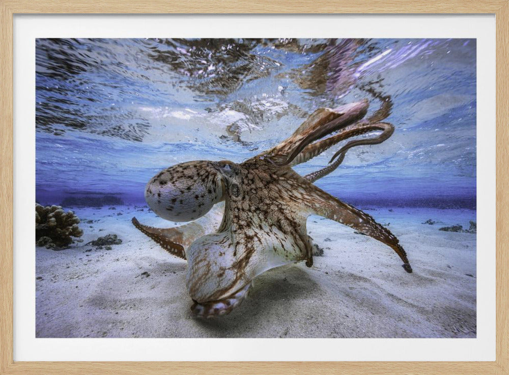 Tanzender Oktopus | Poster