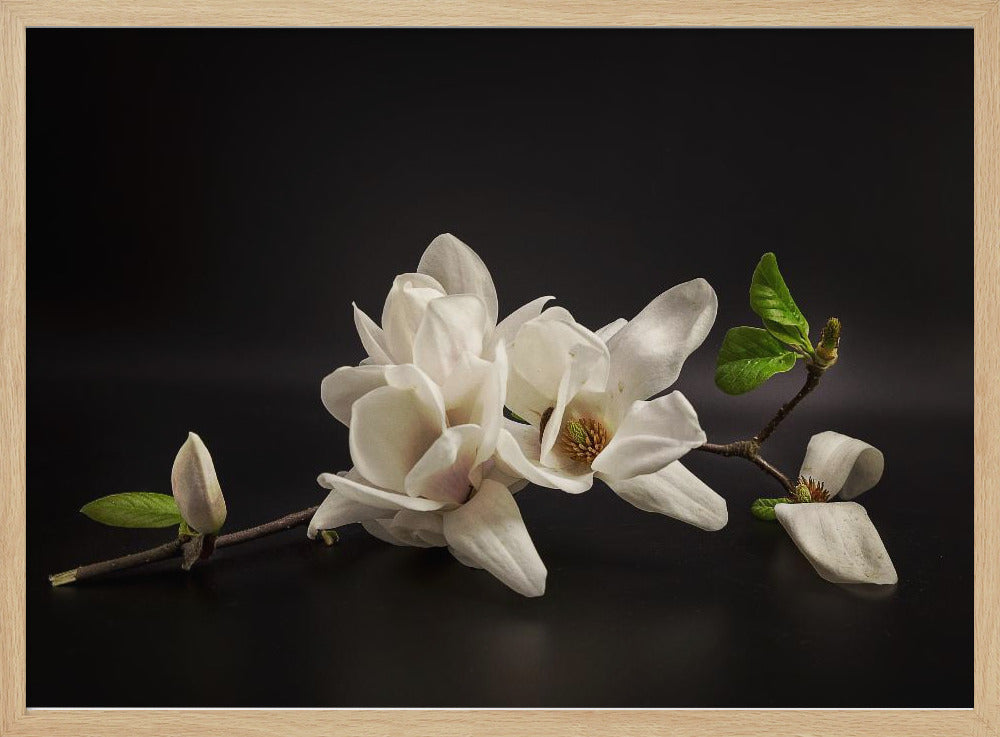 Magnolie | Poster