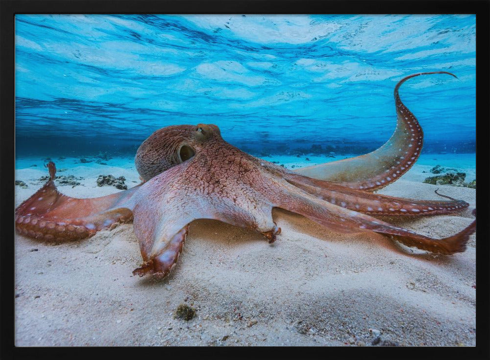 Oktopus | Poster