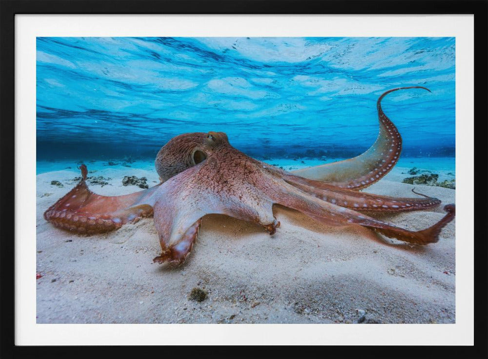 Oktopus | Poster