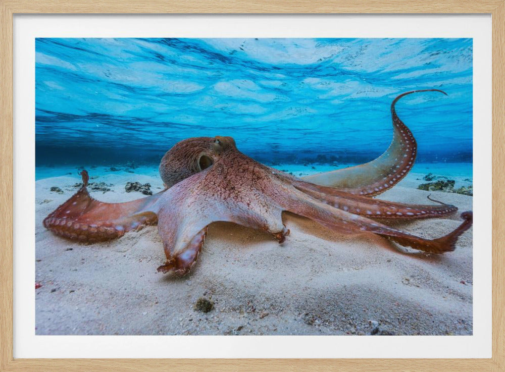 Oktopus | Poster