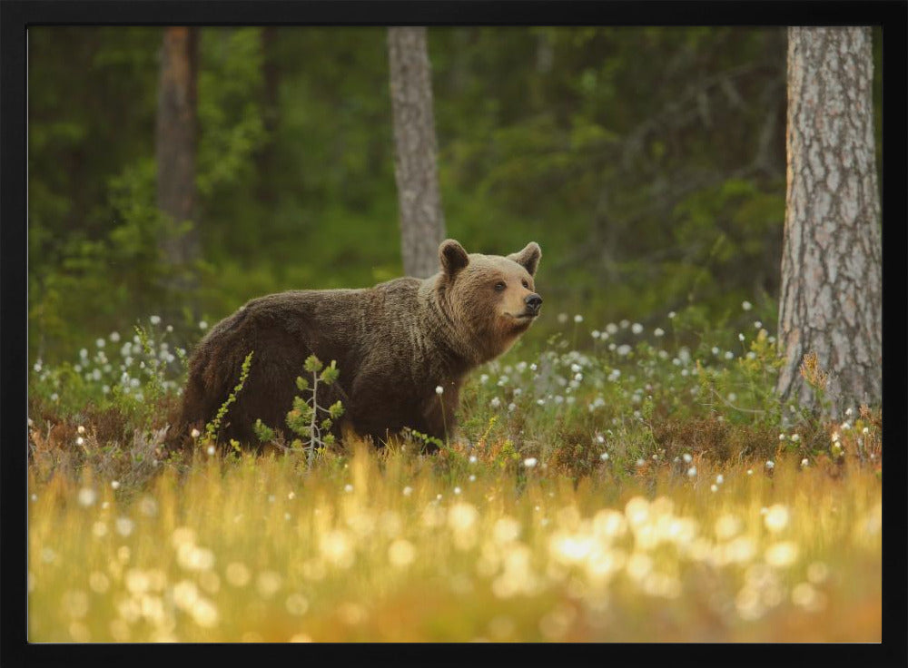Braunbär | Poster
