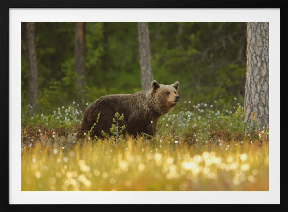 Braunbär | Poster