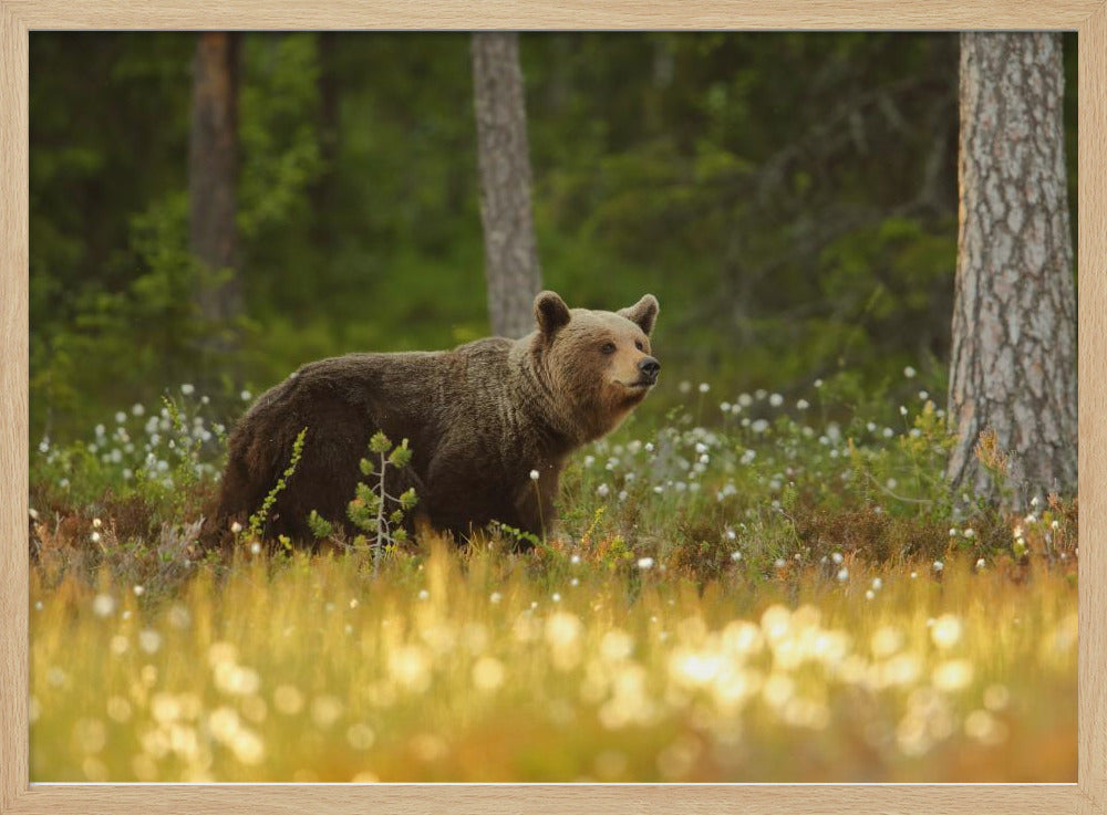 Braunbär | Poster