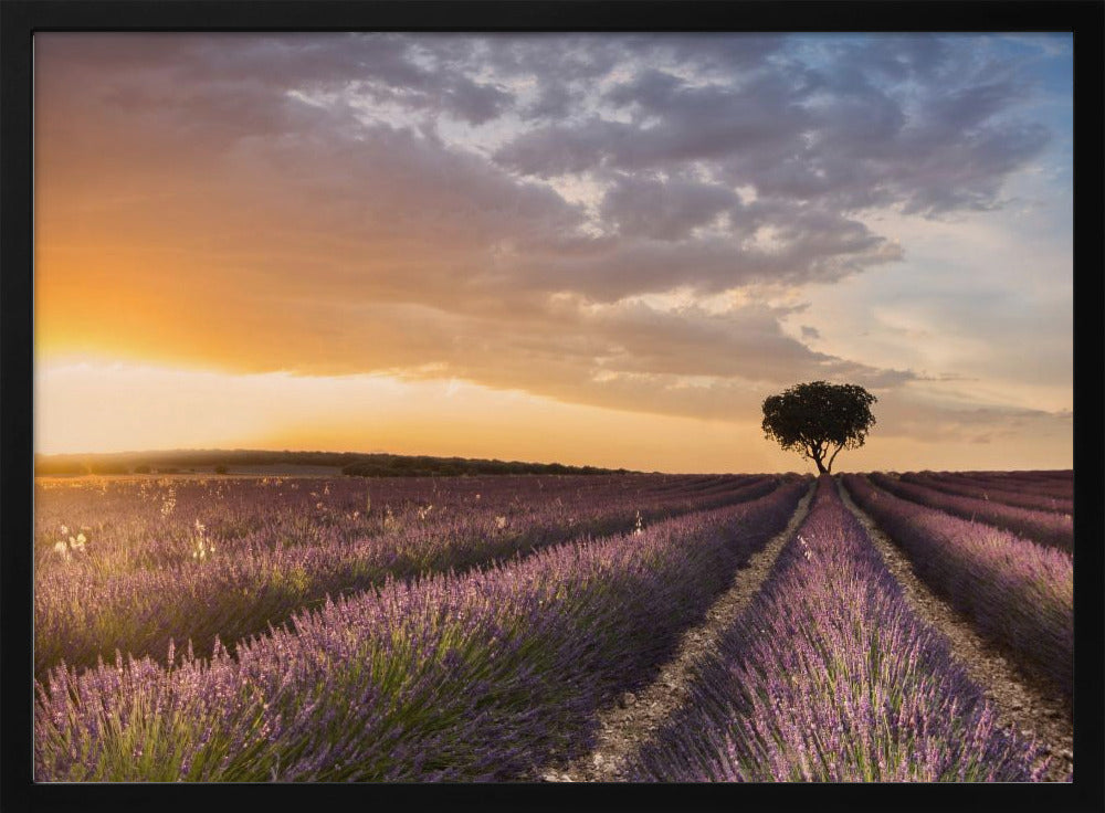 DESTINATION LAVENDEL | Poster