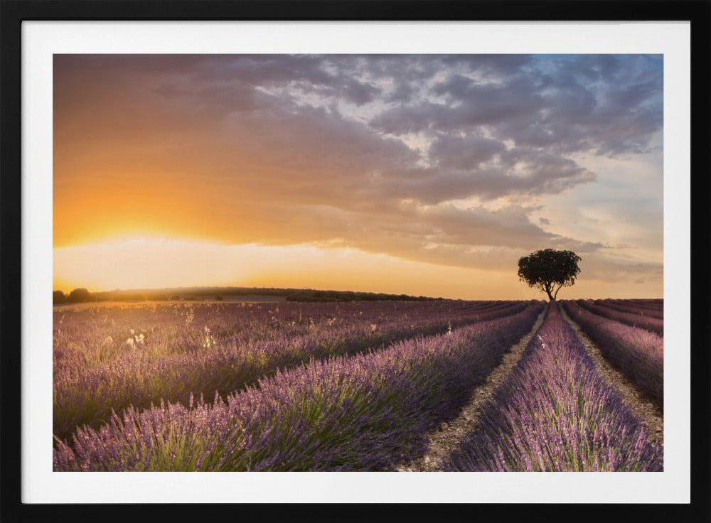DESTINATION LAVENDEL | Poster