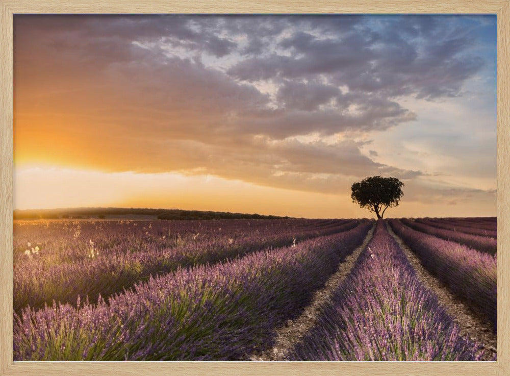 DESTINATION LAVENDEL | Poster