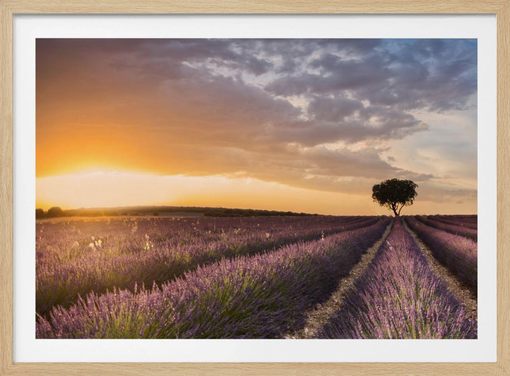 DESTINATION LAVENDEL | Poster