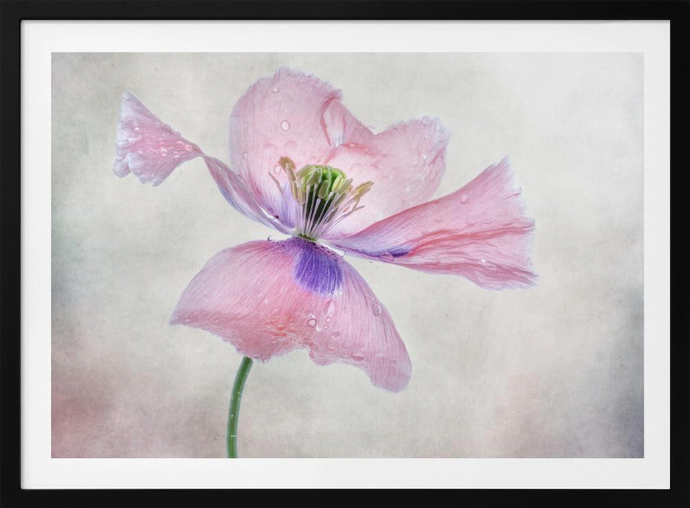 Pastellmohn | Poster