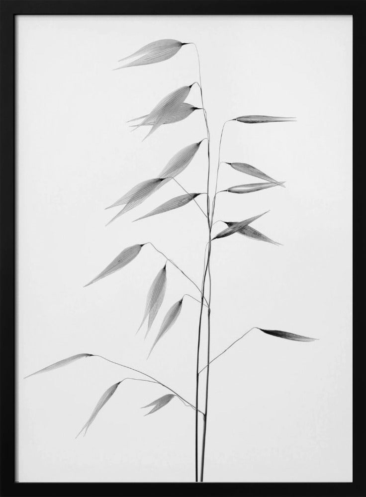 Schärfe der Natur | Poster