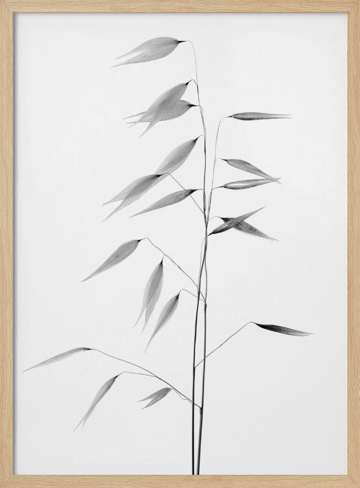 Schärfe der Natur | Poster