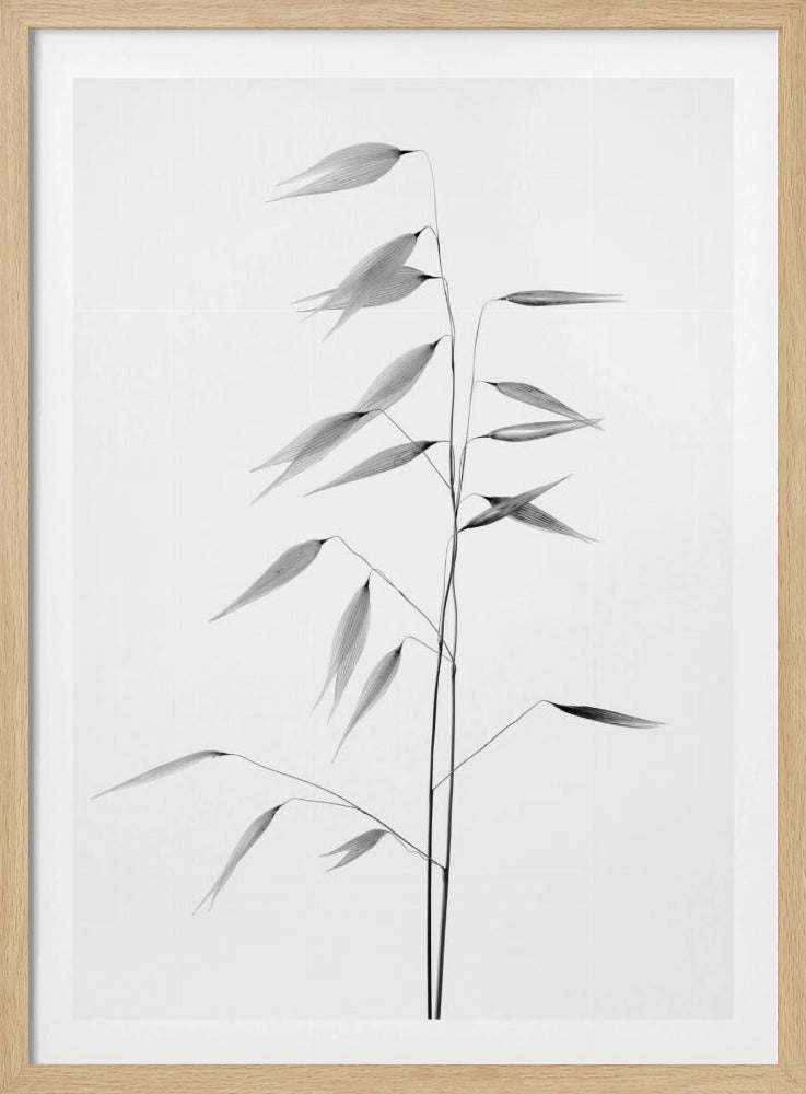 Schärfe der Natur | Poster