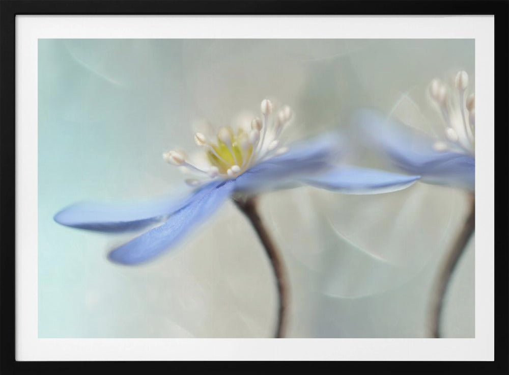 Tanzende Anemonen | Poster