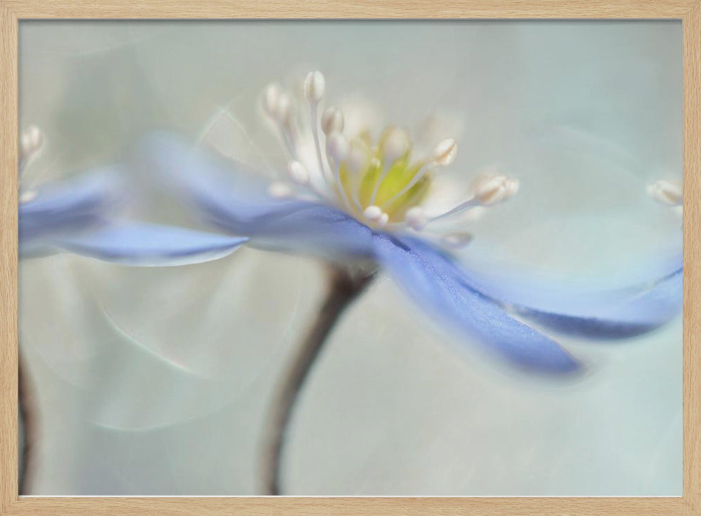 Tanzende Anemonen | Poster