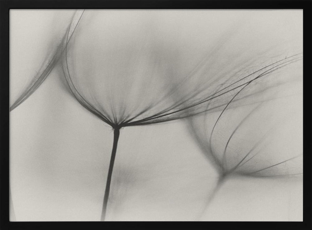 Tragopogon | Poster