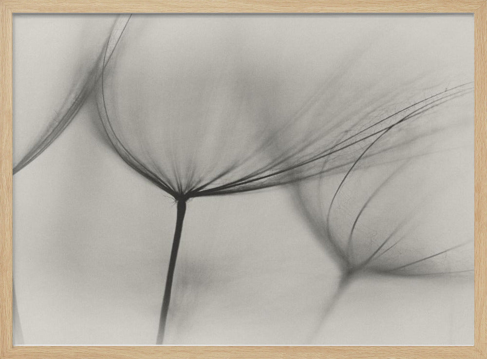 Tragopogon | Poster
