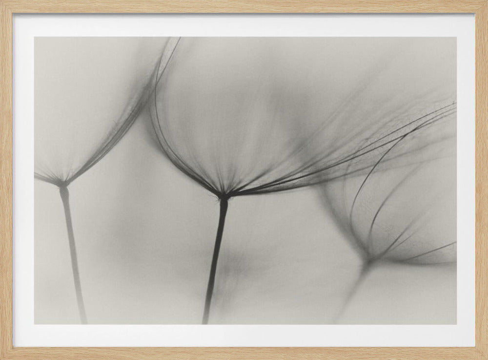 Tragopogon | Poster
