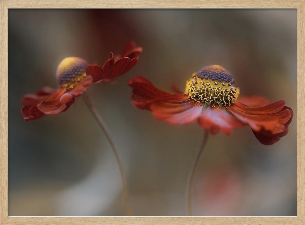 Helenium-Tanz | Poster