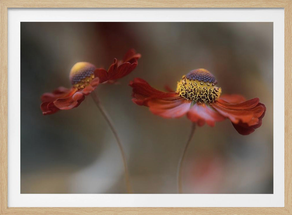 Helenium-Tanz | Poster