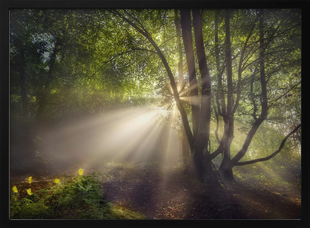 Das Morgenlicht | Poster