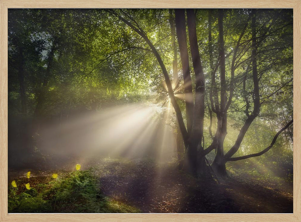 Das Morgenlicht | Poster