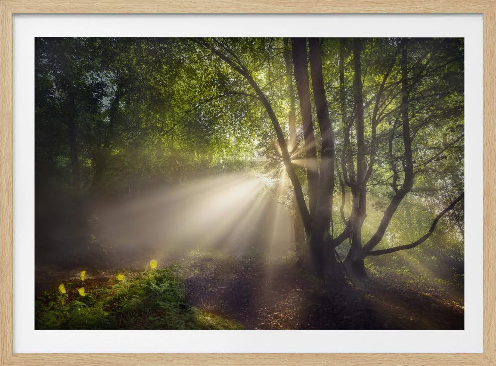Das Morgenlicht | Poster