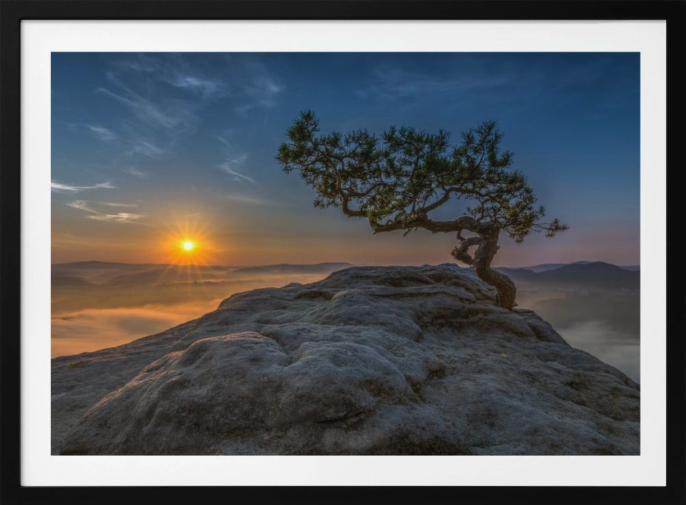 Old pine | Poster