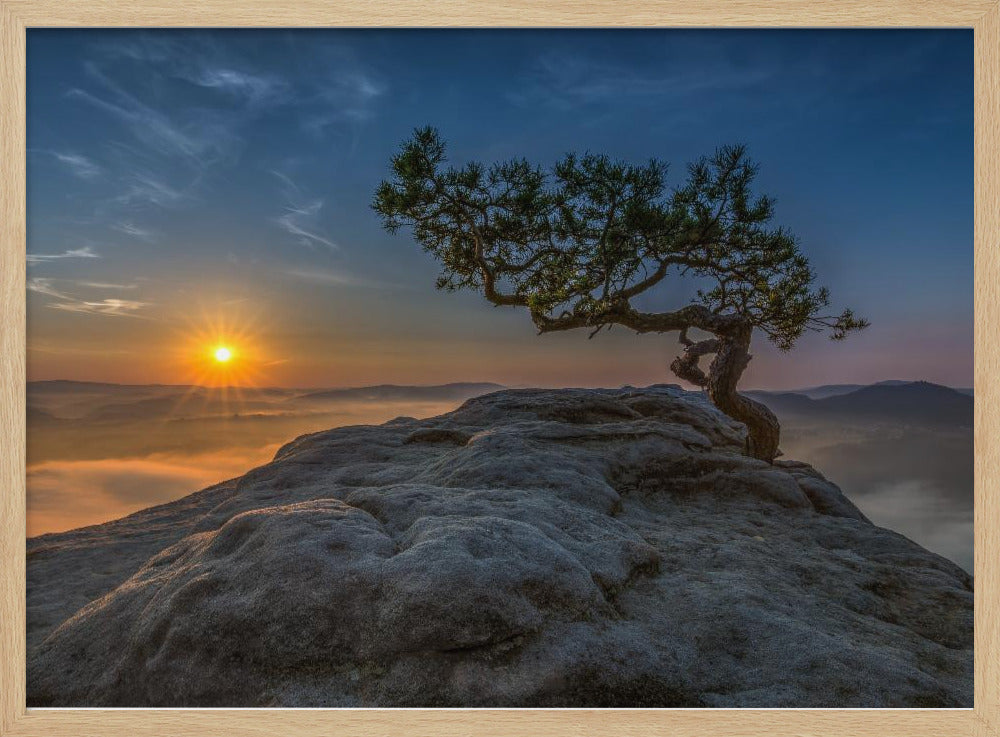 Old pine | Poster