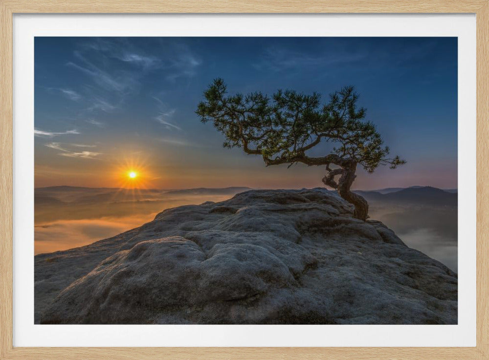 Old pine | Poster