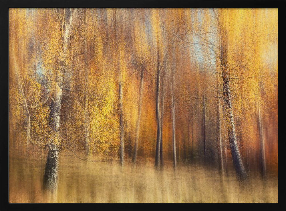 Herbstbirken | Poster