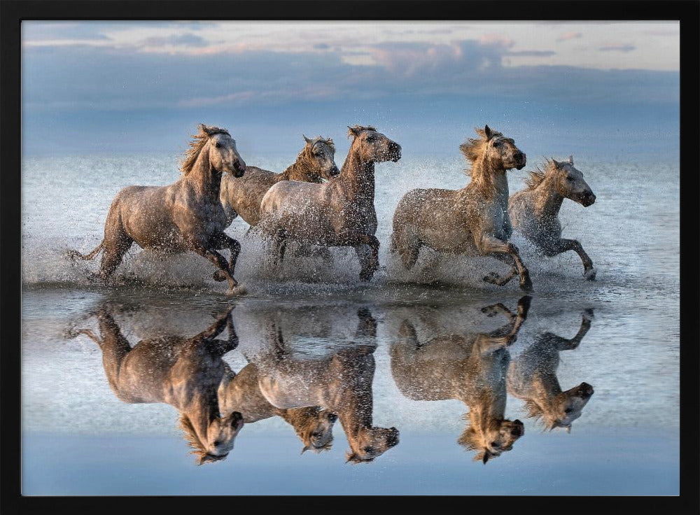 Pferde und Spiegelbild | Poster